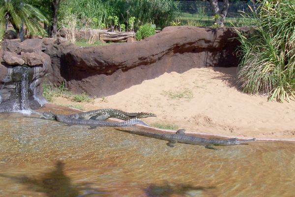 Waikiki Zoo Crocodiles